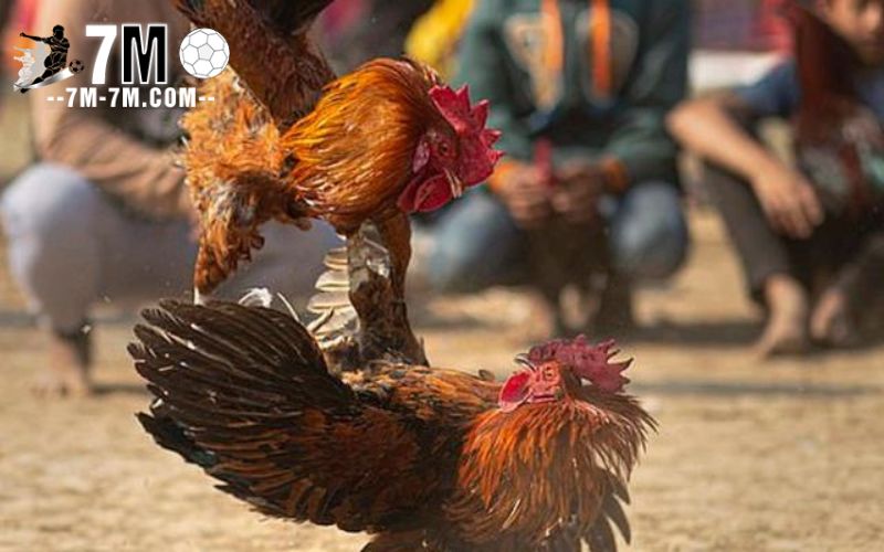 Đôi nét về đá gà sảnh game đá gà tại st666