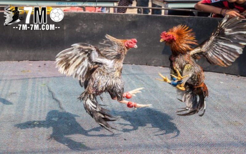 Đá gà cựa dao tre – Sức hút không thể chối từ
