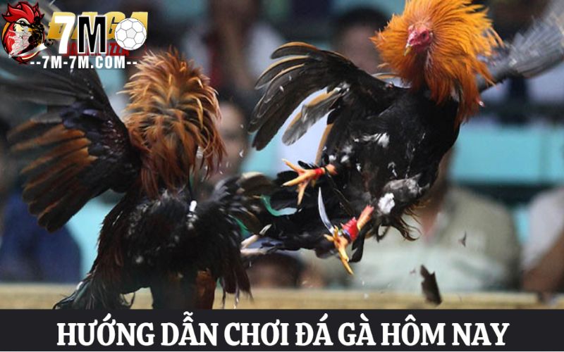 Hướng dẫn chơi đá gà hôm nay với các bước chi tiết
